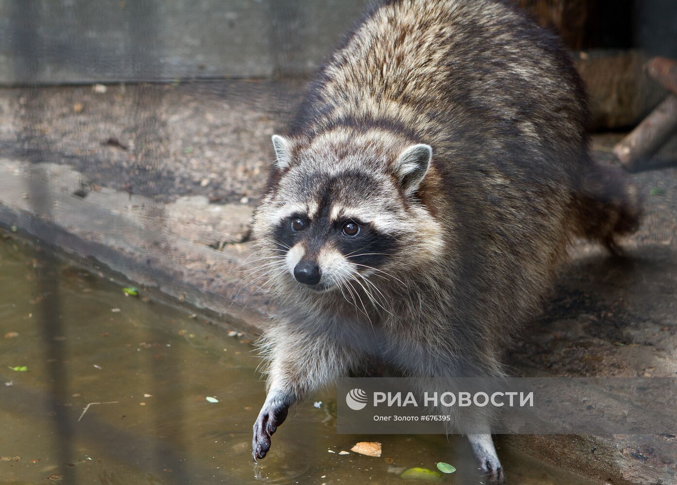 Енот в нижегородском зоопарке "Лимпопо"