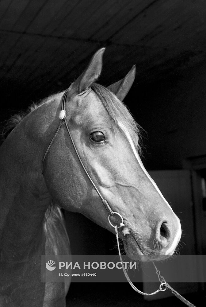 Терский конный завод