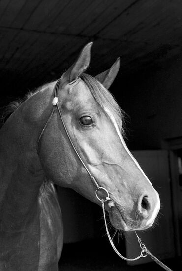 Терский конный завод