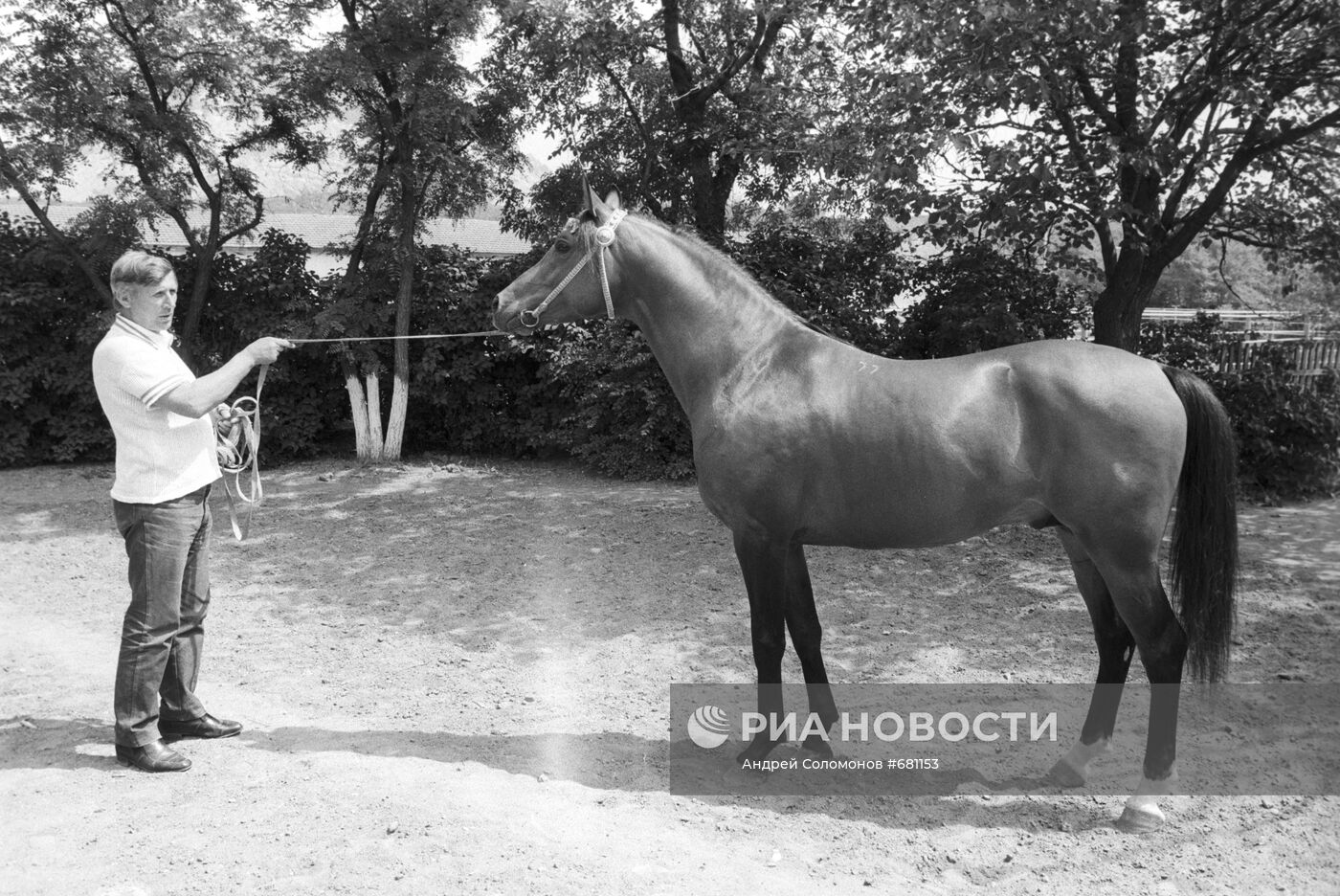 Терский конный завод