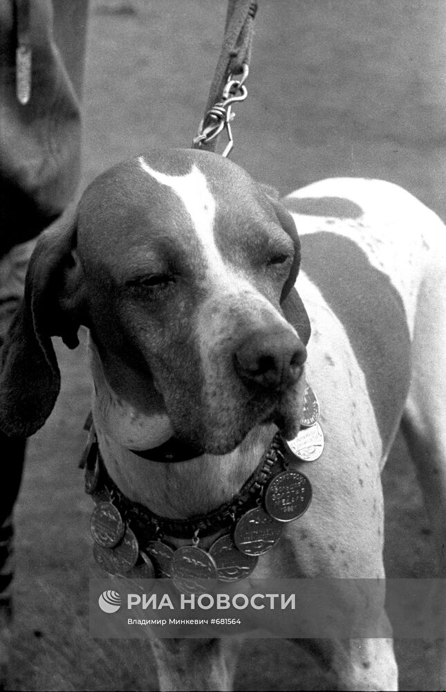 Всесоюзная выставка служебных, охотничьих и декоративных собак