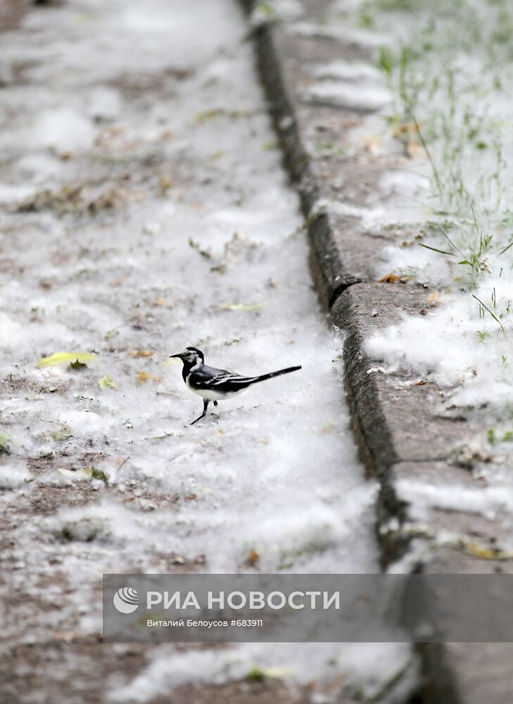 Тополиный пух на улицах Москвы