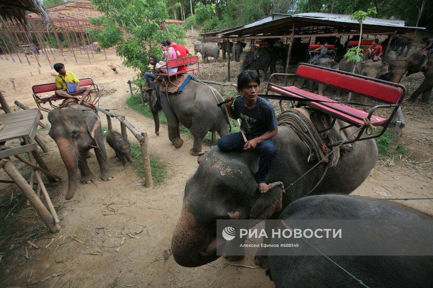 Слоновья ферма для туристов