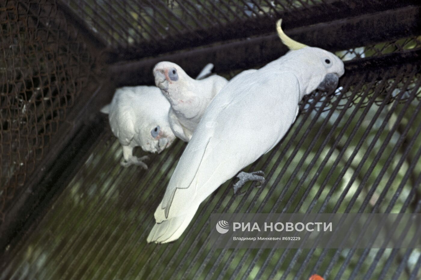 Попугаи Какаду в клетке-вольере Московского зоопарка