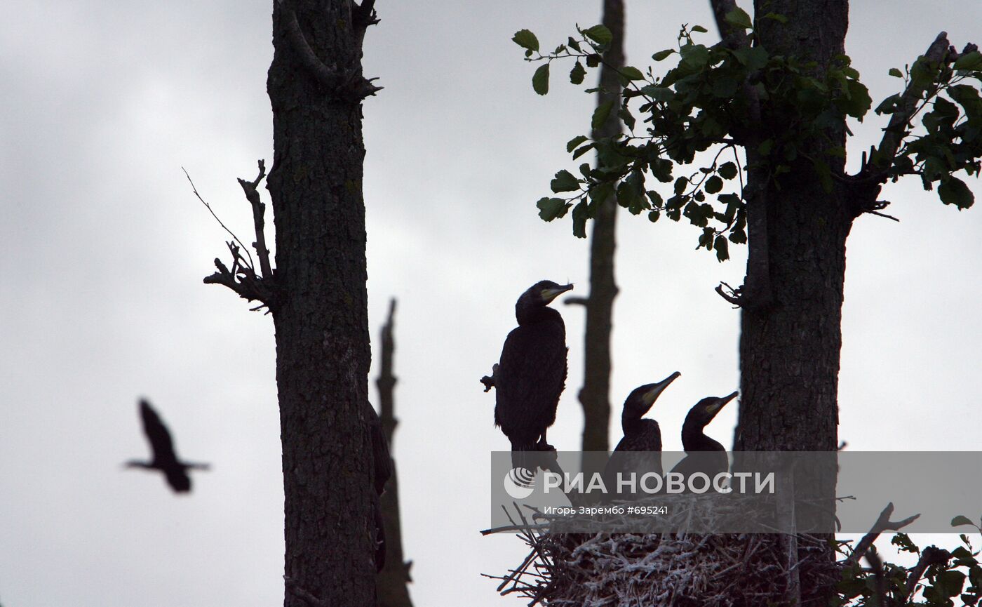 Баклан – птица, занесенная в Красную книгу России