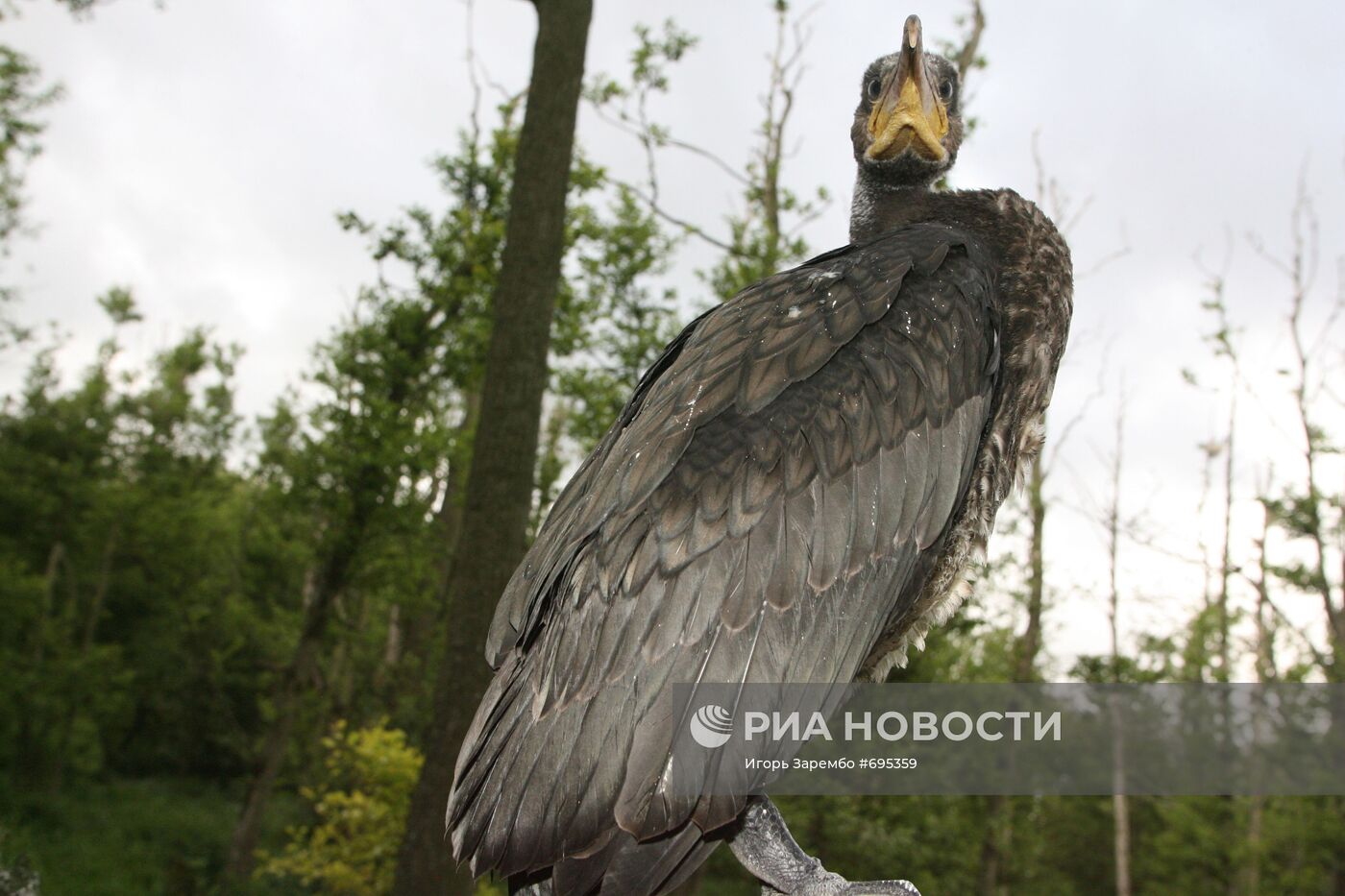 Баклан – птица, занесенная в Красную книгу России
