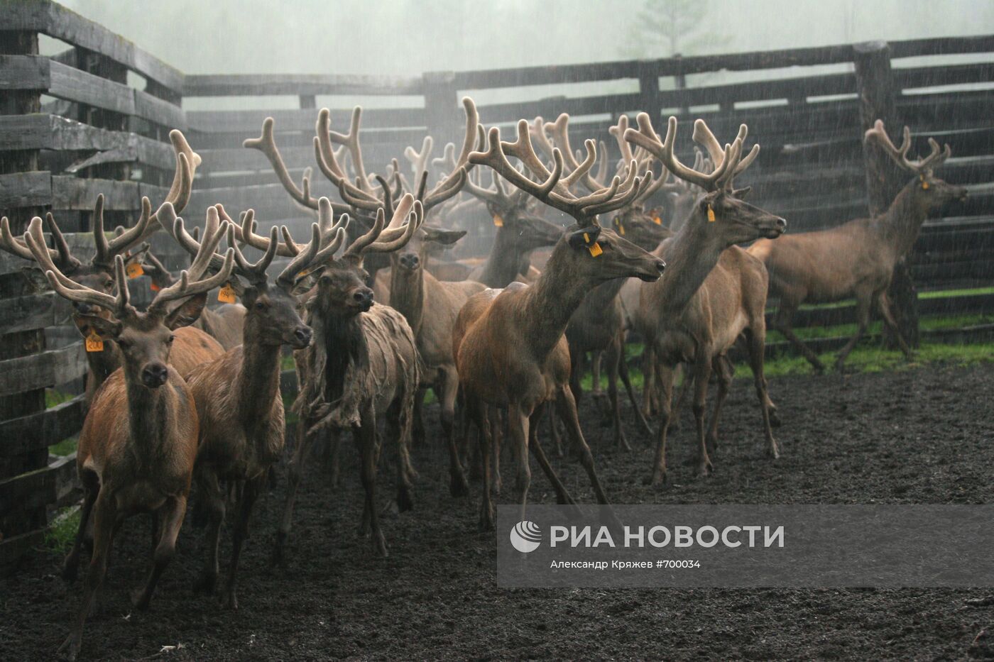 Мараловодческая ферма на Алтае