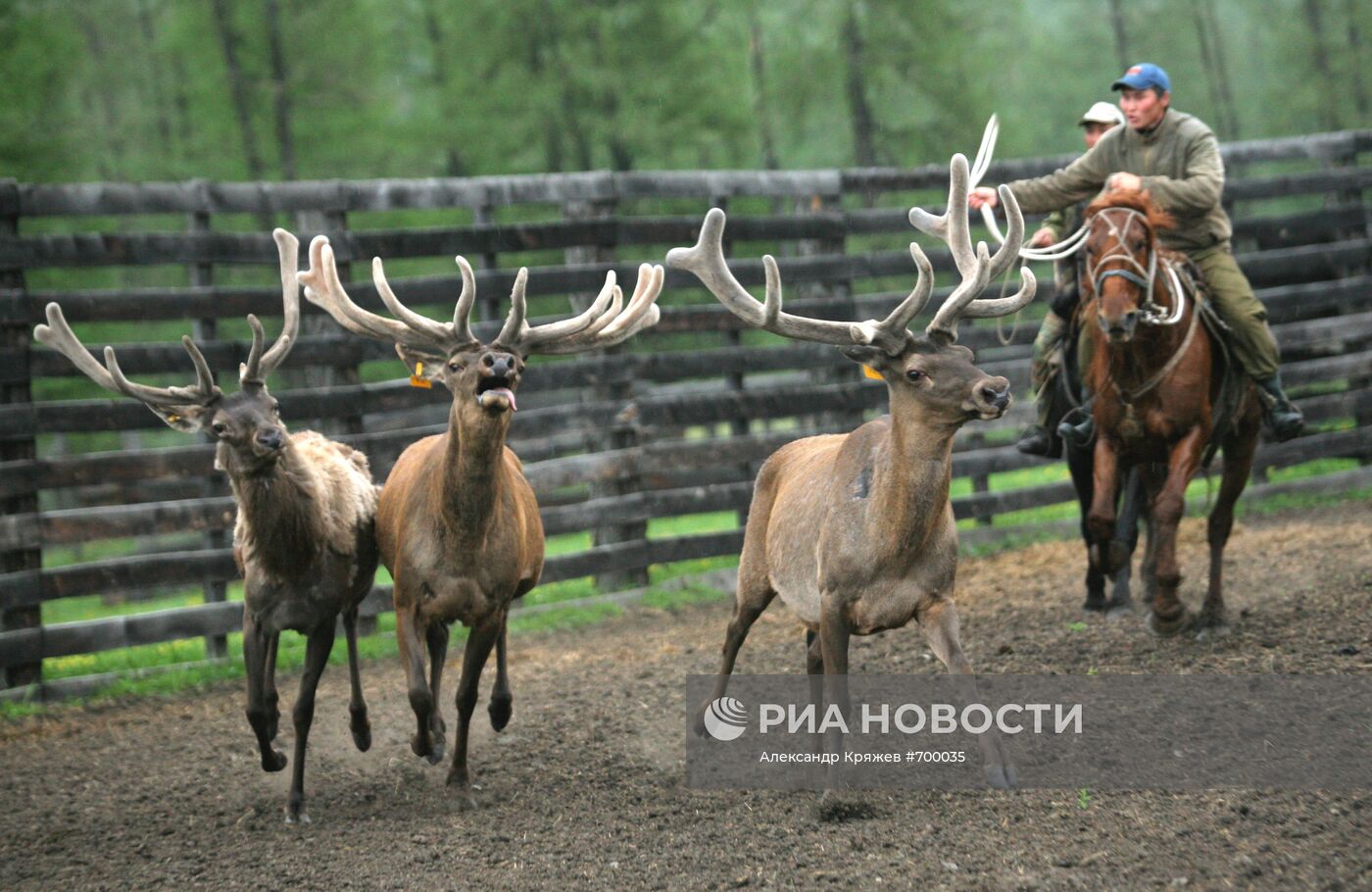 Мараловодческая ферма на Алтае
