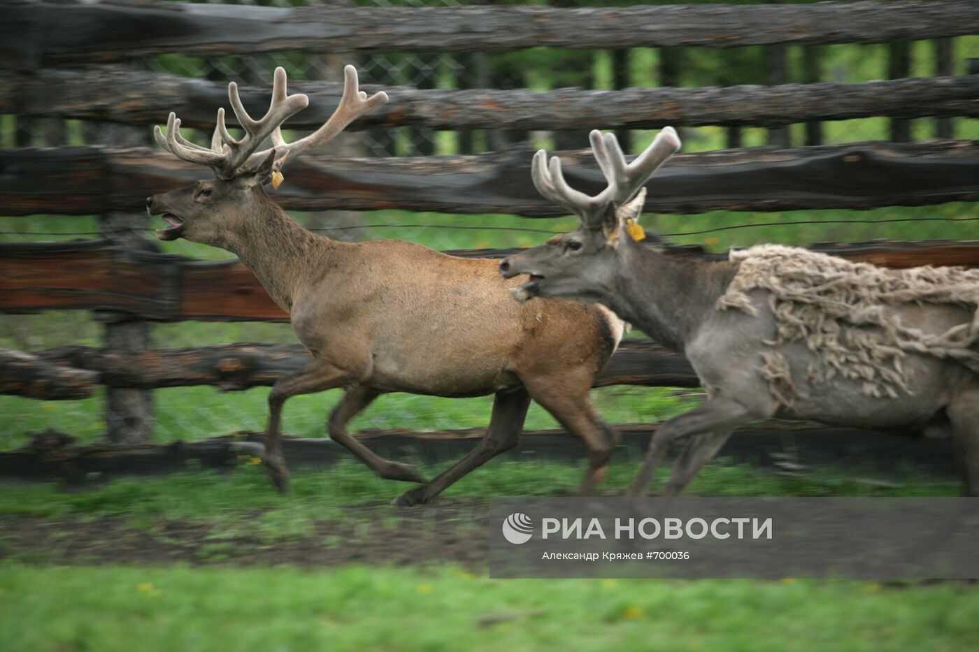 Мараловодческая ферма на Алтае