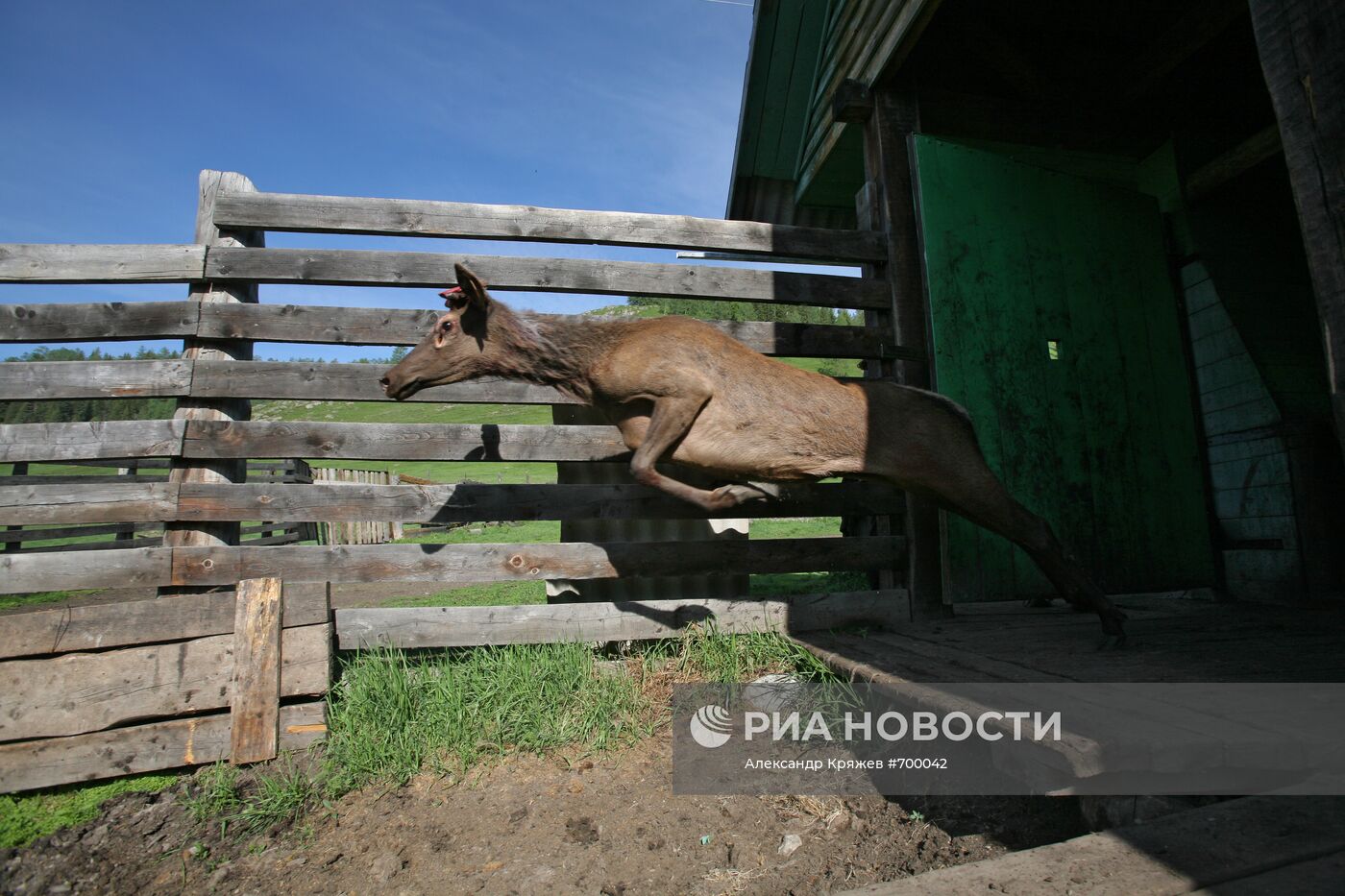 Мараловодческая ферма на Алтае