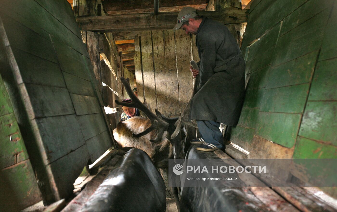 Мараловодческая ферма на Алтае