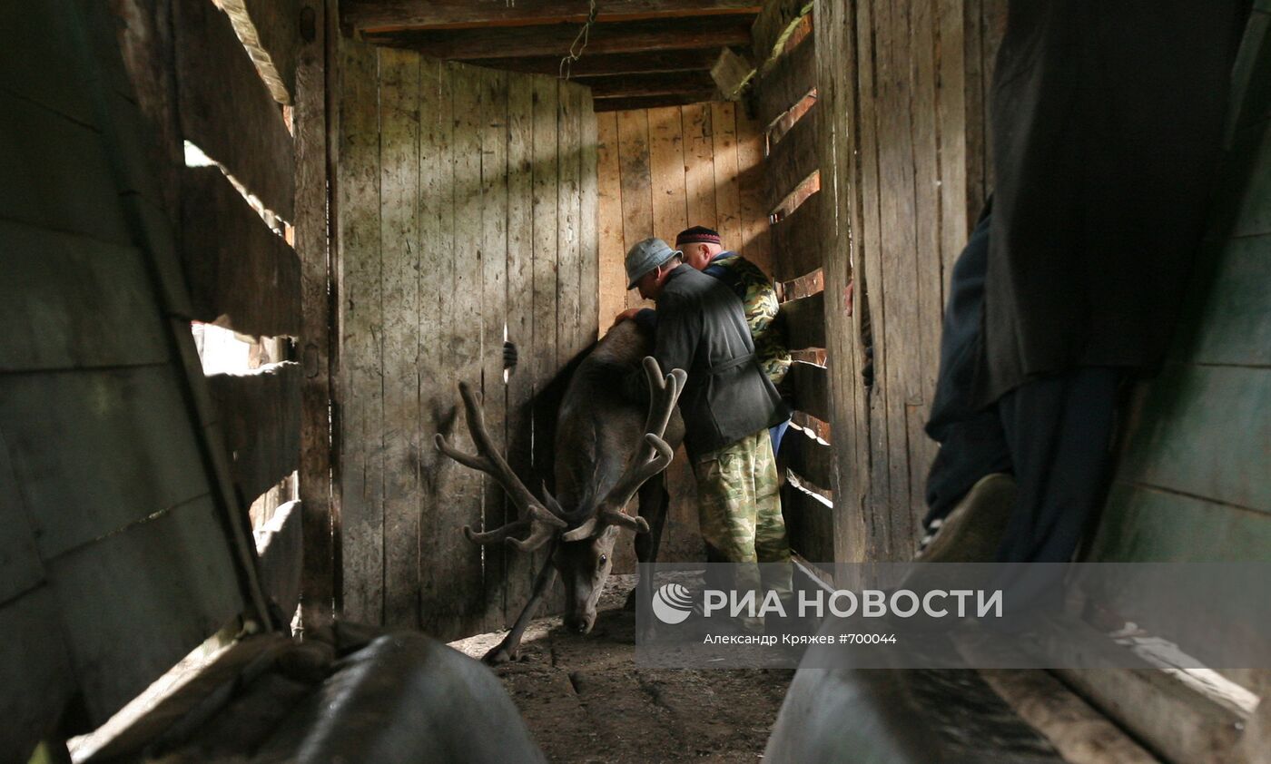 Мараловодческая ферма на Алтае