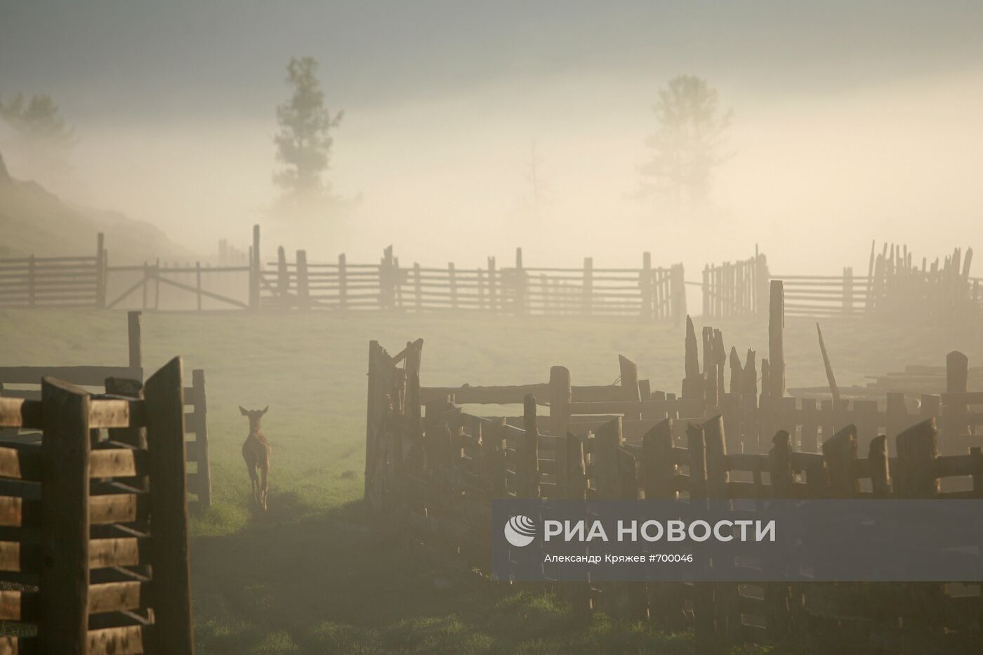 Мараловодческая ферма на Алтае