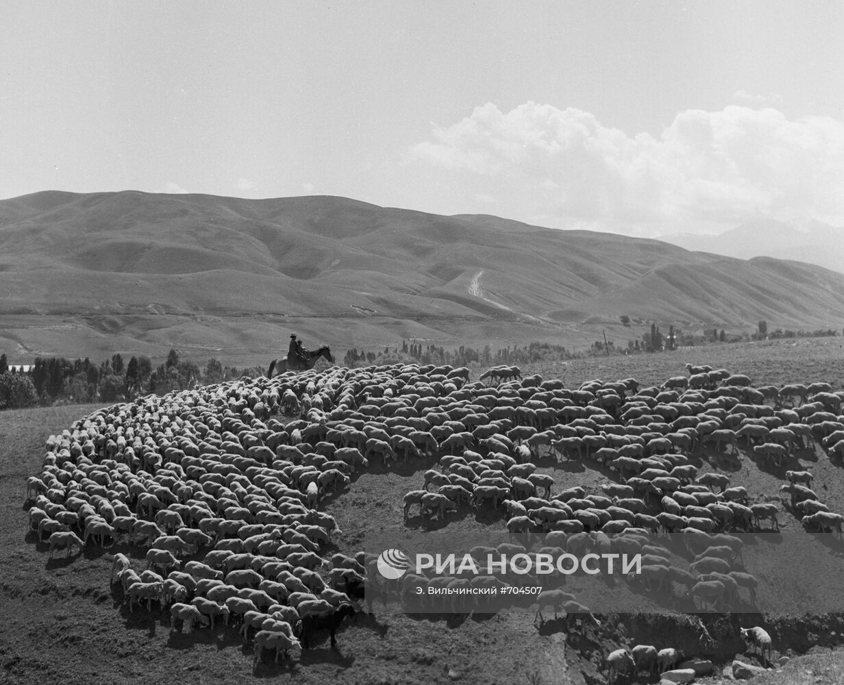 Отара овец на летнем пастбище Сусамыр в Киргизии