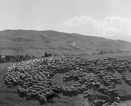 Отара овец на летнем пастбище Сусамыр в Киргизии
