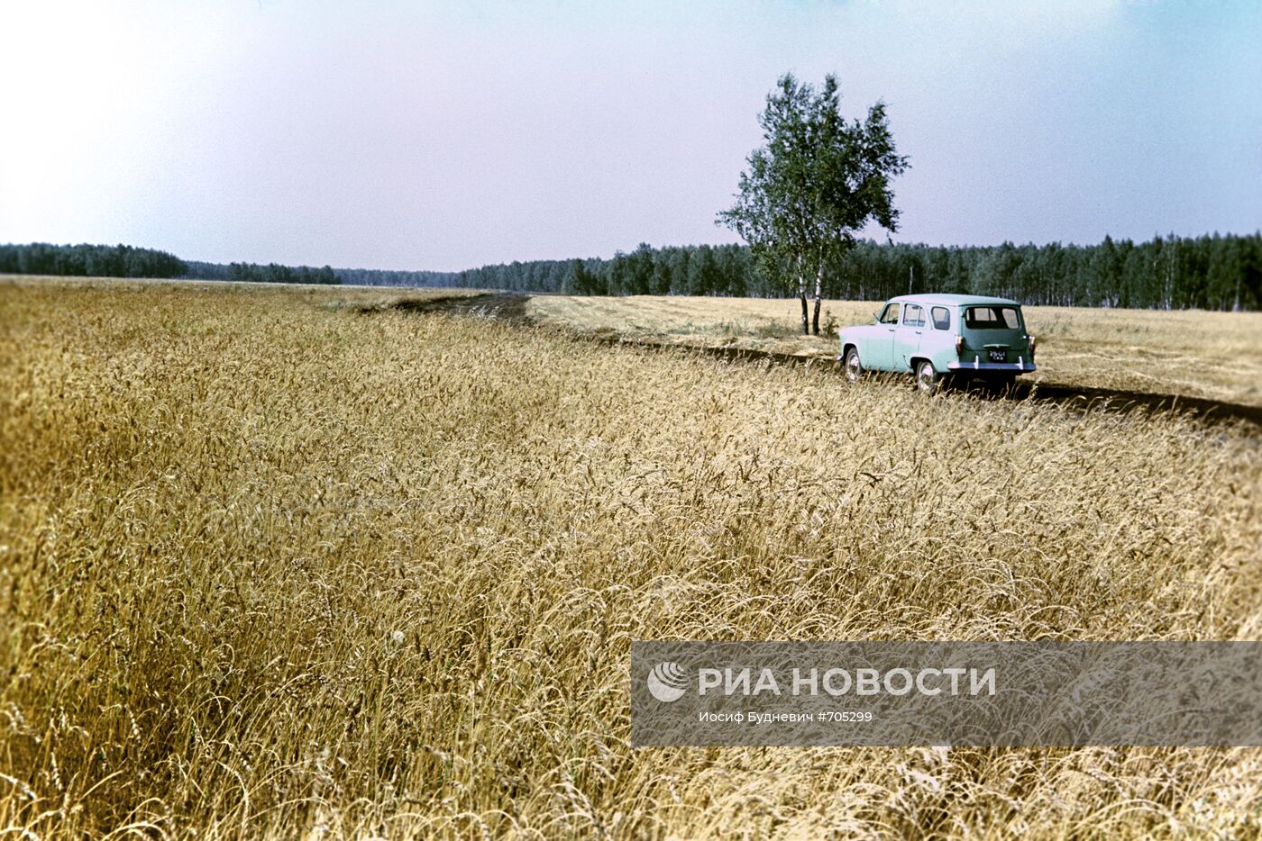 Хлебное поле