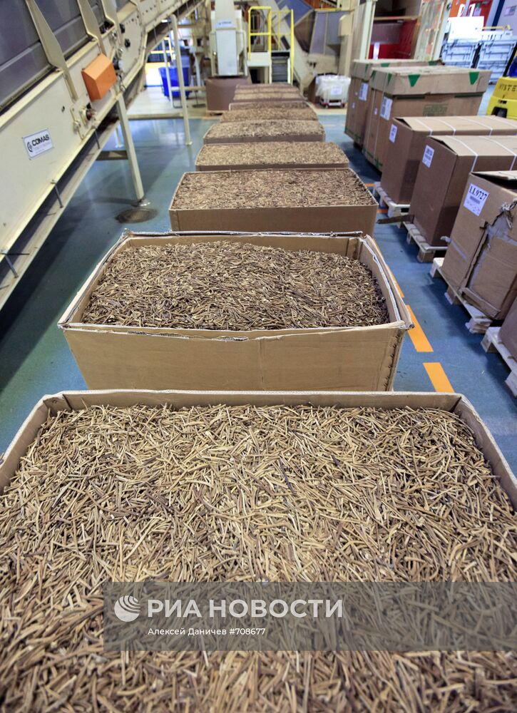 Участок загрузки табака