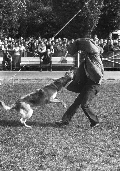 Специальный курс дрессировки собак