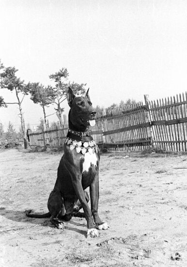 Английский дог Ричард