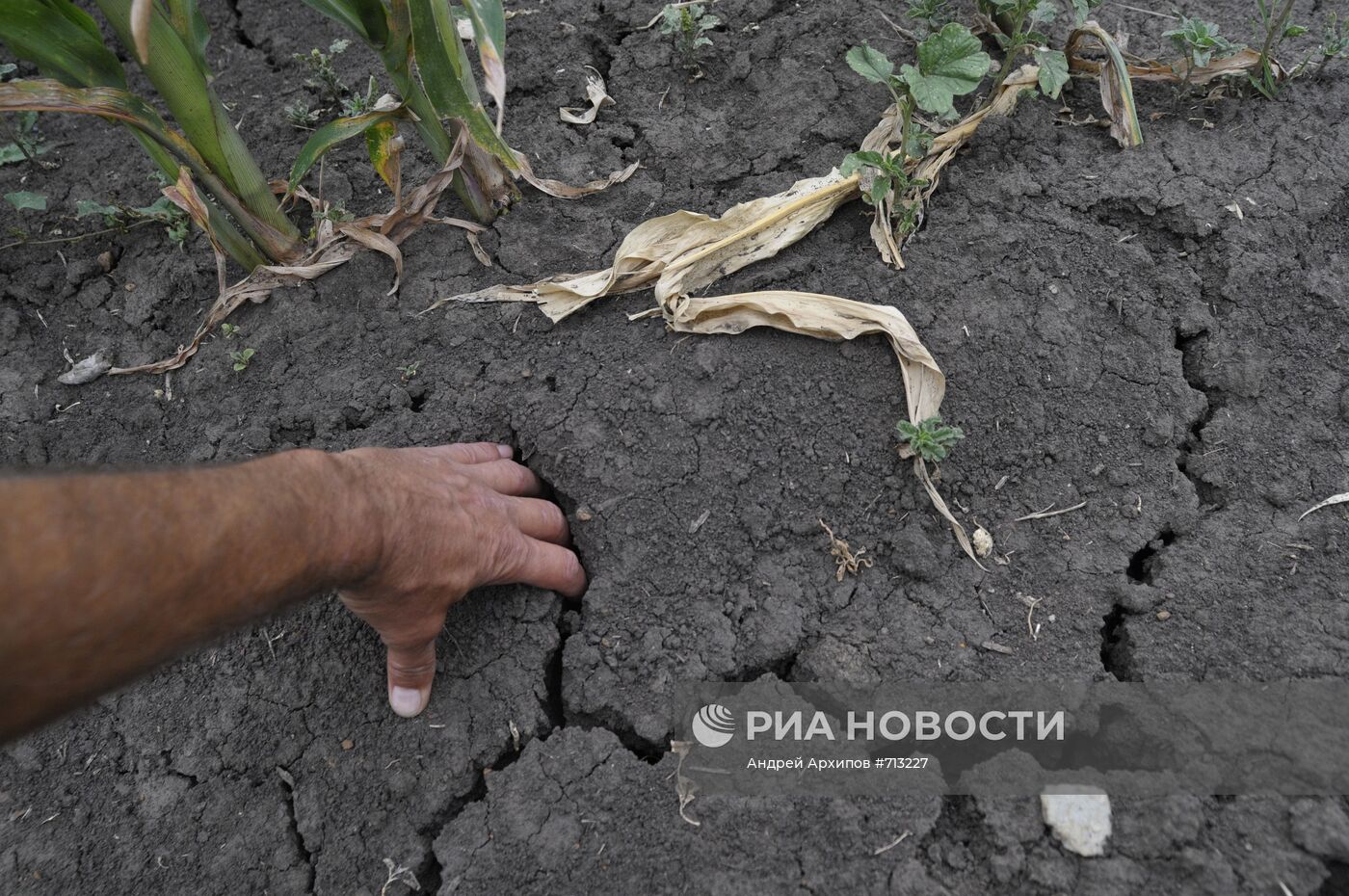 Засуха в Воронежской области