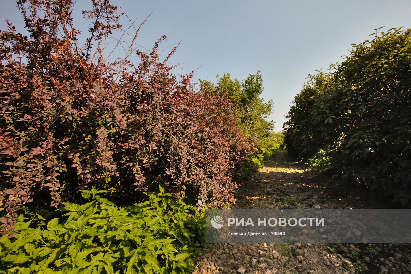 Тяжба за опытные земли Павловской станции ВНИИ растениеводства