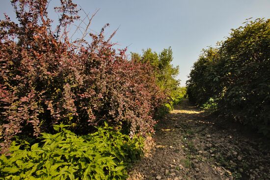 Тяжба за опытные земли Павловской станции ВНИИ растениеводства
