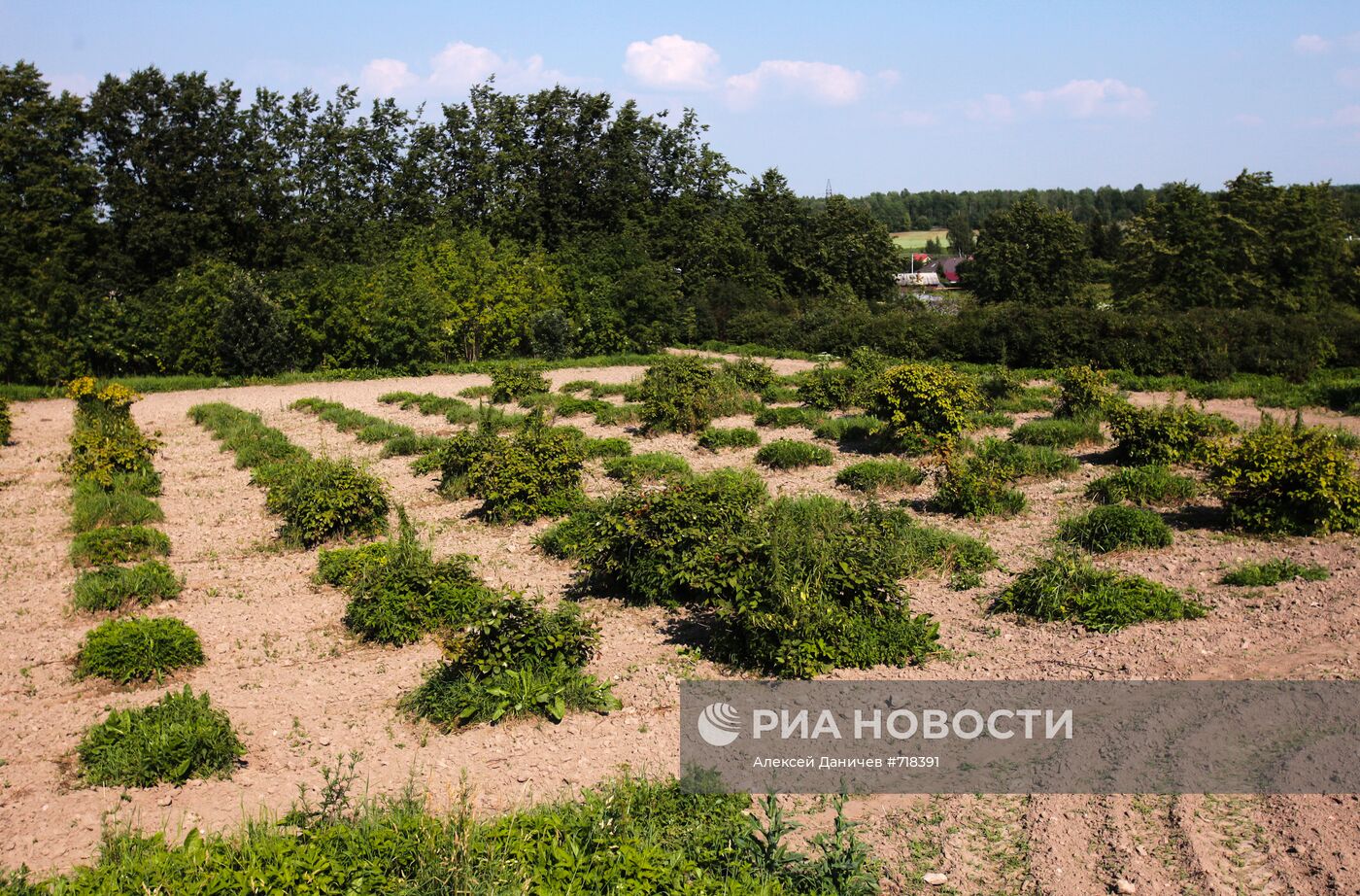 Тяжба за опытные земли Павловской станции ВНИИ растениеводства