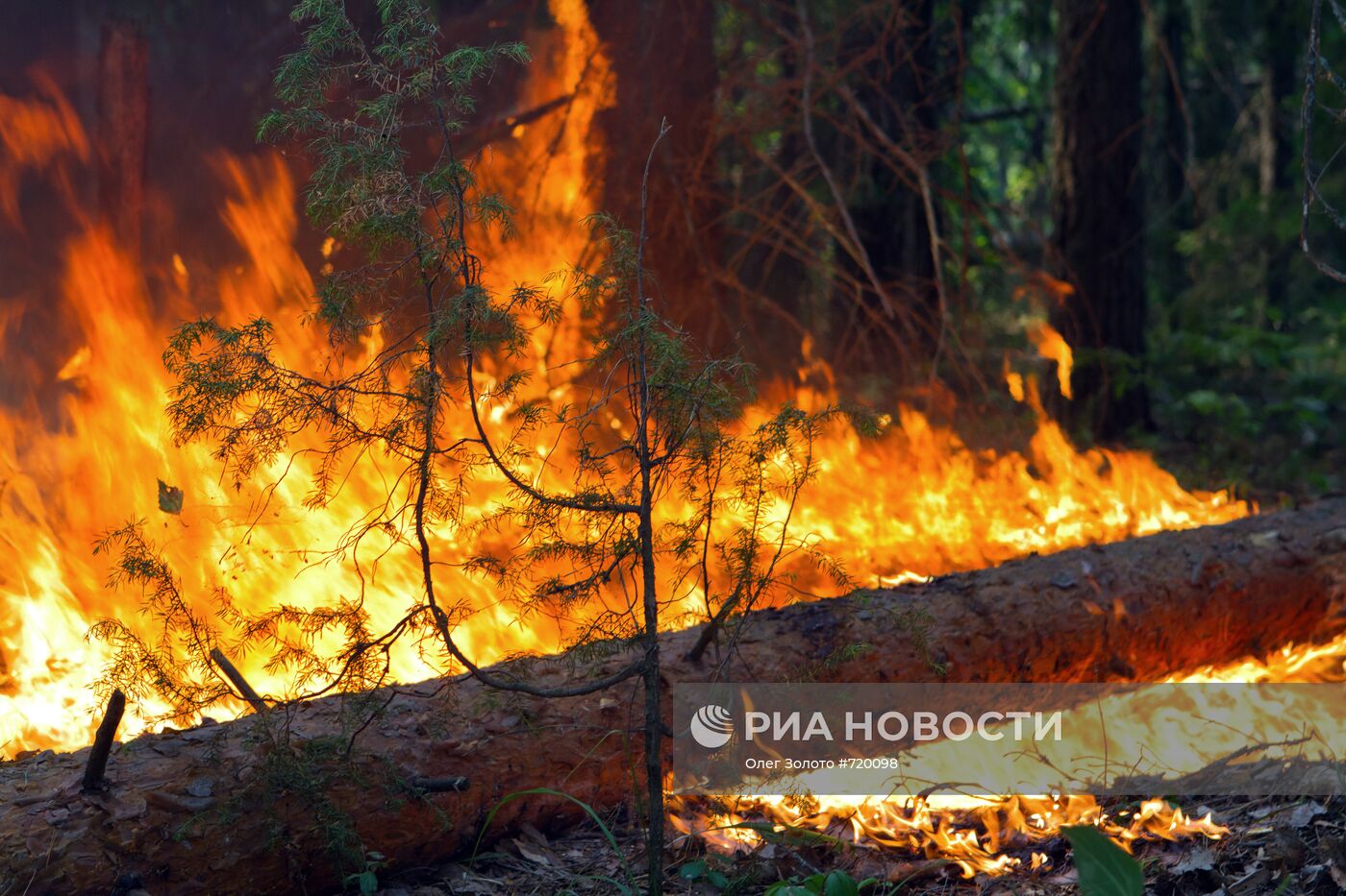 Лесной пожар в Нижегородской области