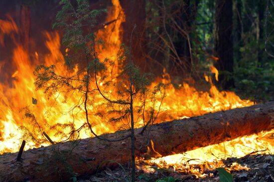 Лесной пожар в Нижегородской области