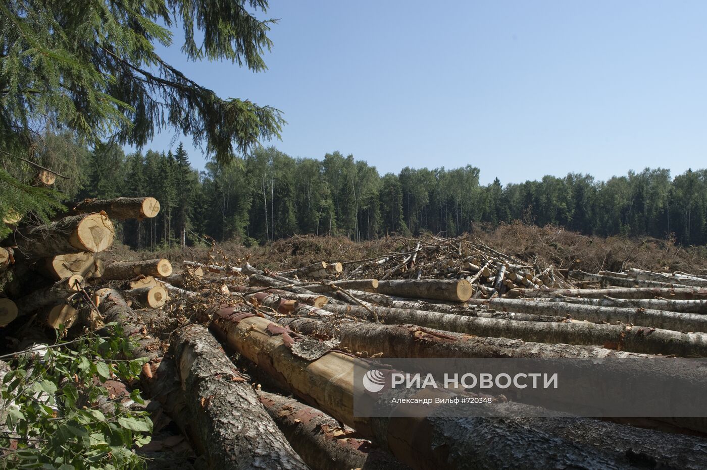 Вырубка Химкинского леса началась со стороны "Шереметьево"