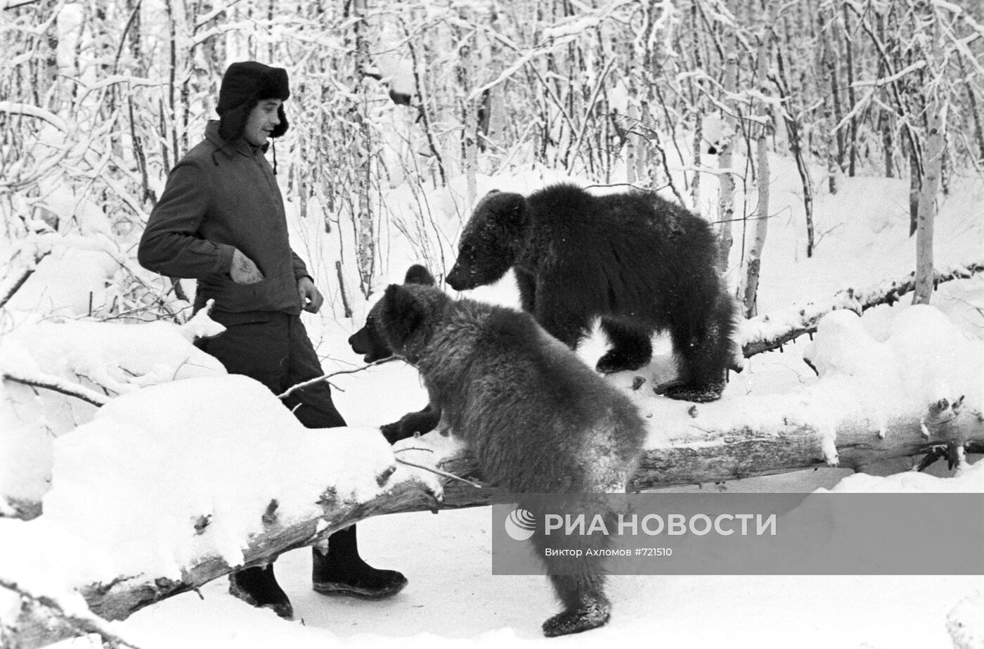 Медвежата в лесу
