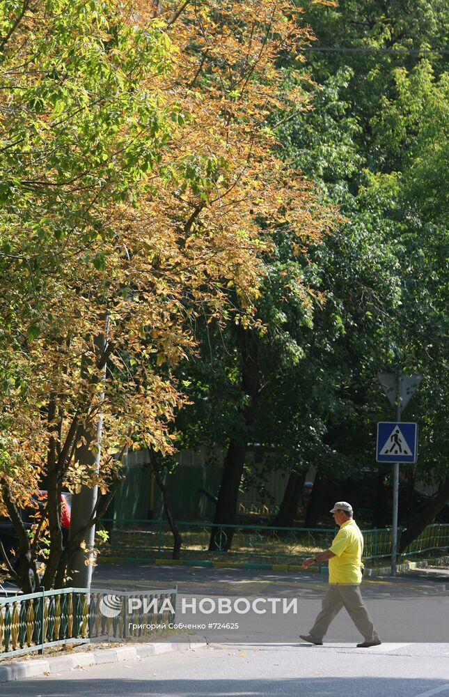 В Москве начали желтеть деревья из-за аномальной жары