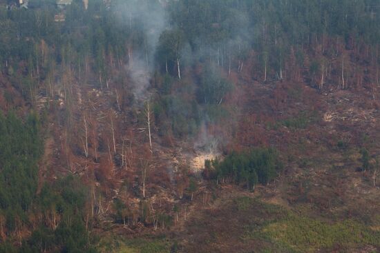 Дымящийся лес в Егорьевском районе Московской области