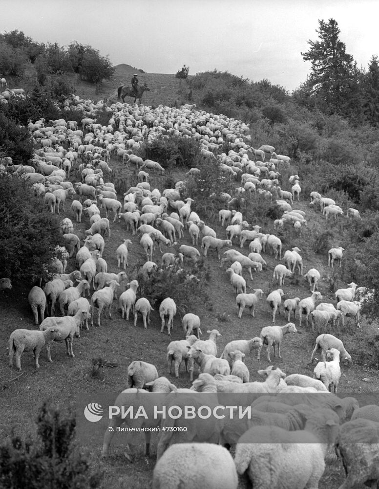 Отара овец на пастбище в горах хребта Терскей-Алатоо
