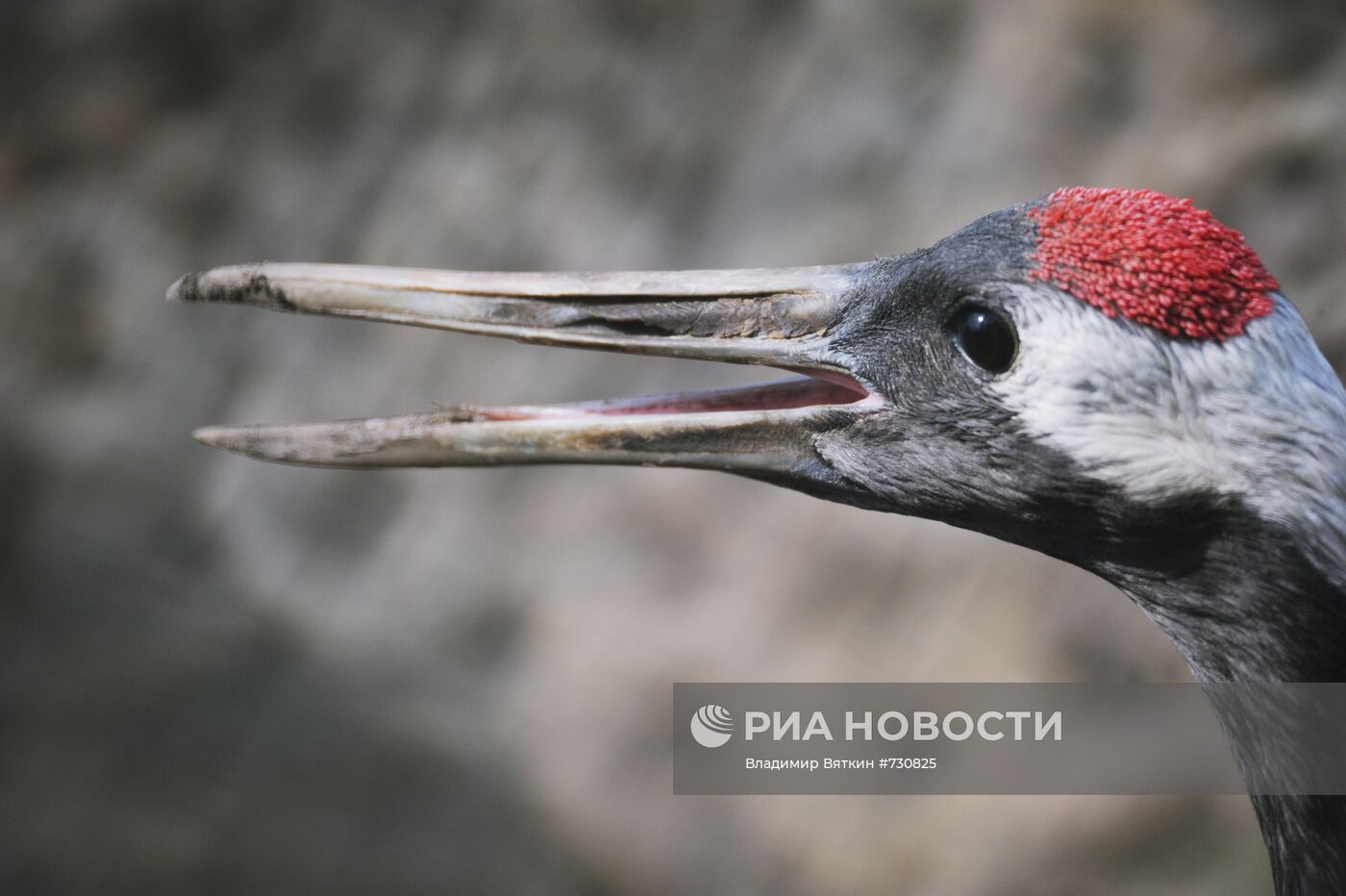 Японский журавль