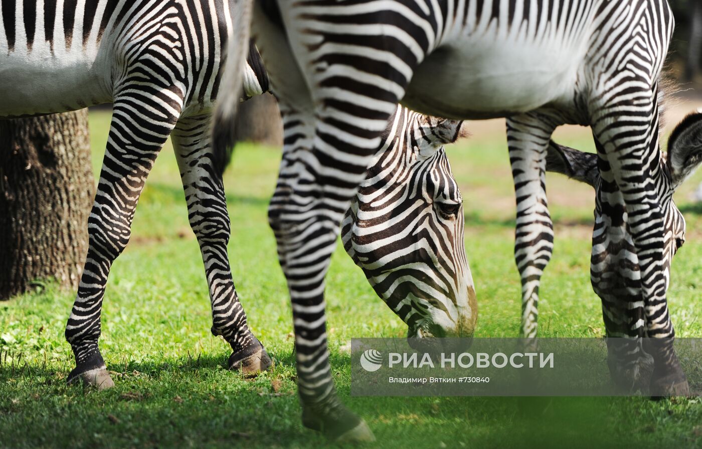 Зебры