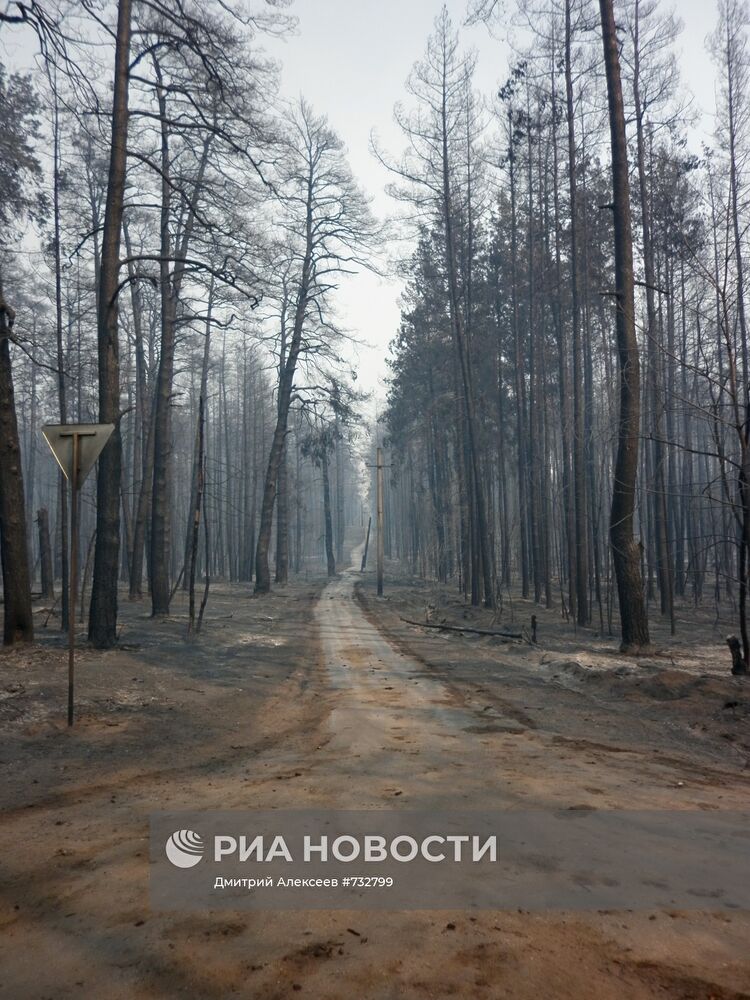 Лесные пожары в Тольятти