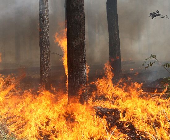 Пожар в лесу у поселка Сосновый Бор в Воронежской области
