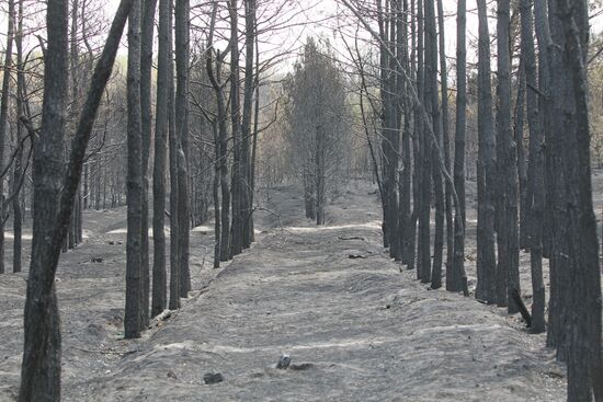 Последствия пожара в окрестностях села Шуберское