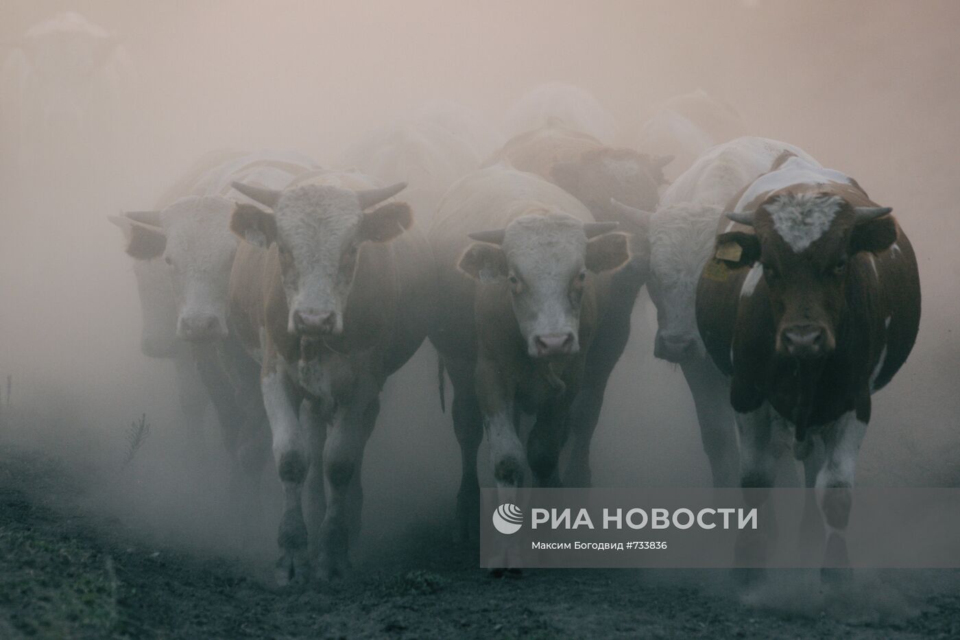 Эвакуация скота из рабочего поселка Виля Нижегородской области