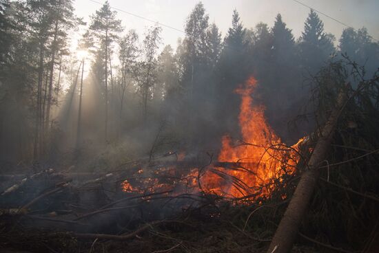 Лесной пожар в Ногинском районе Подмосковья