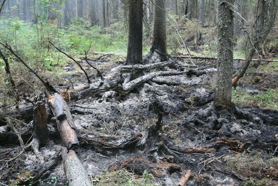 Лесные пожары в Гайнском районе Пермского края