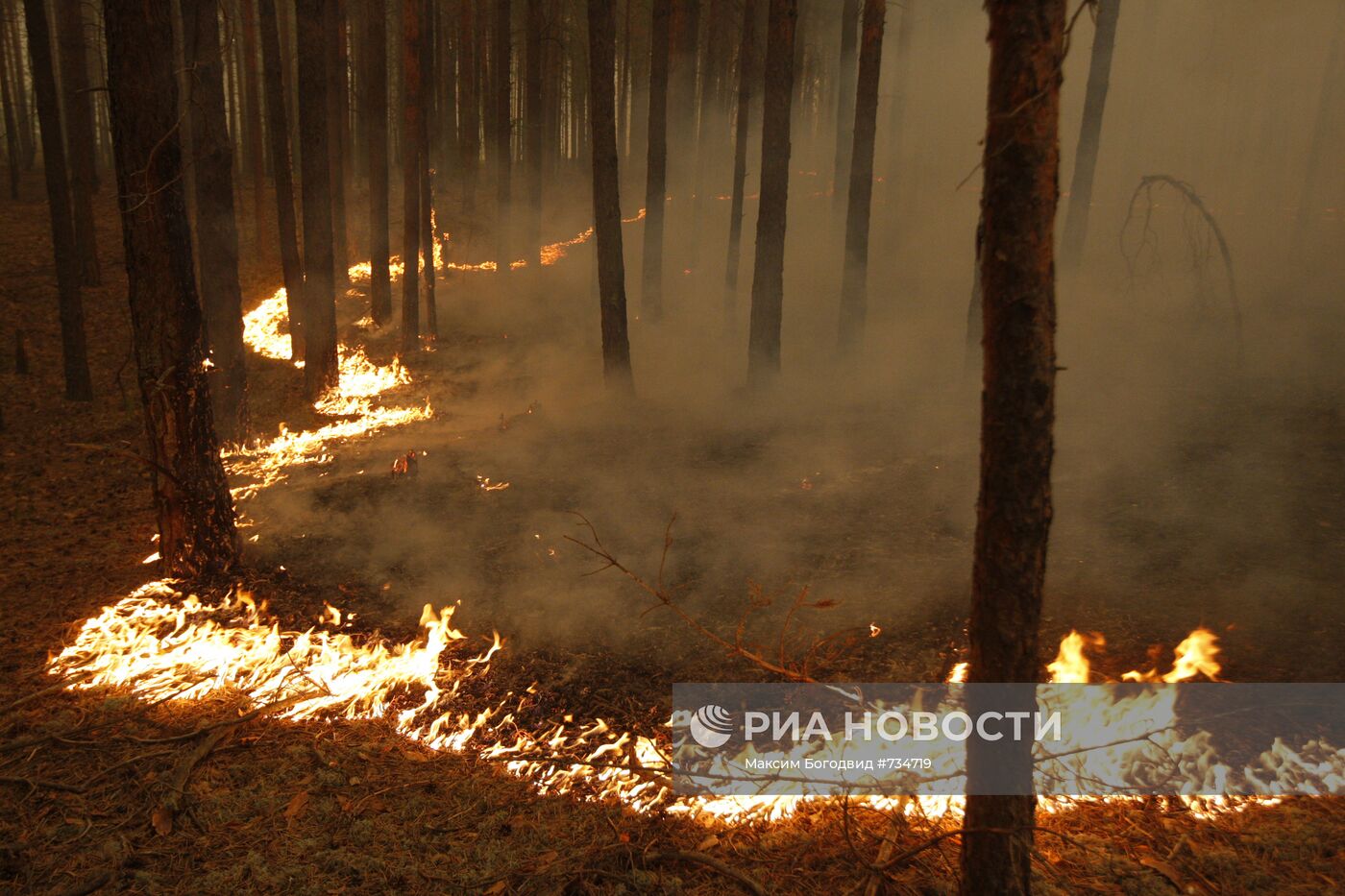 Низовой пожар в лесах Нижегородской области