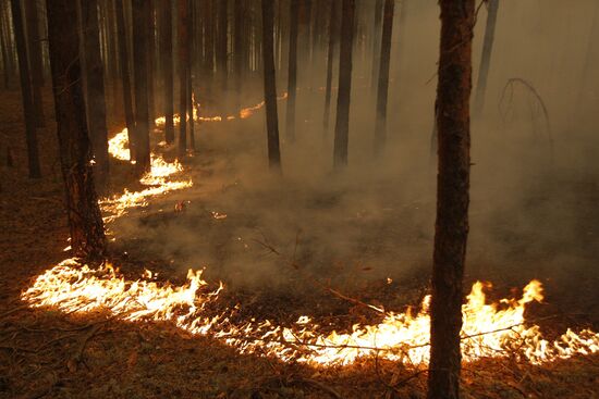 Низовой пожар в лесах Нижегородской области