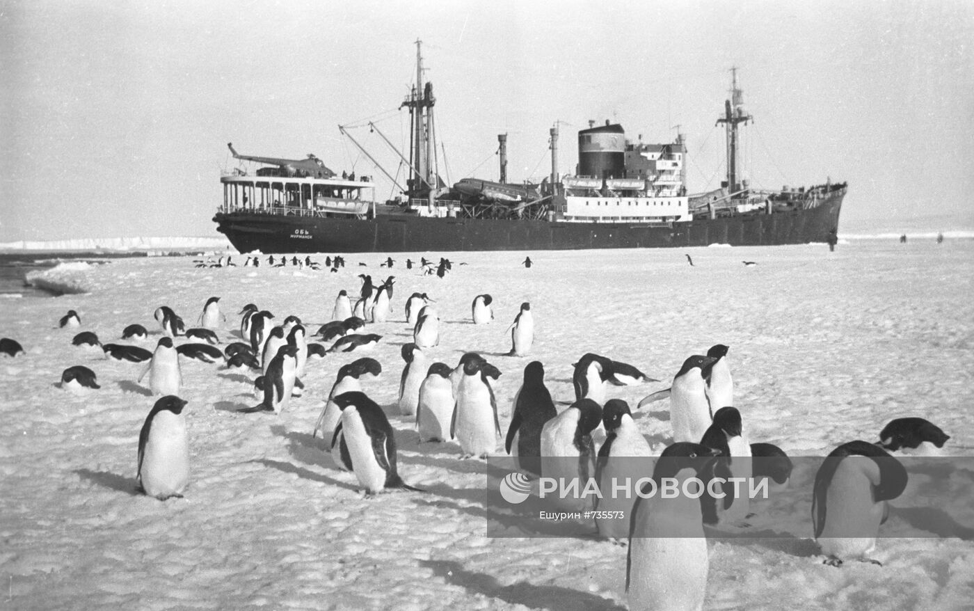 Пингвины в бухте Депо