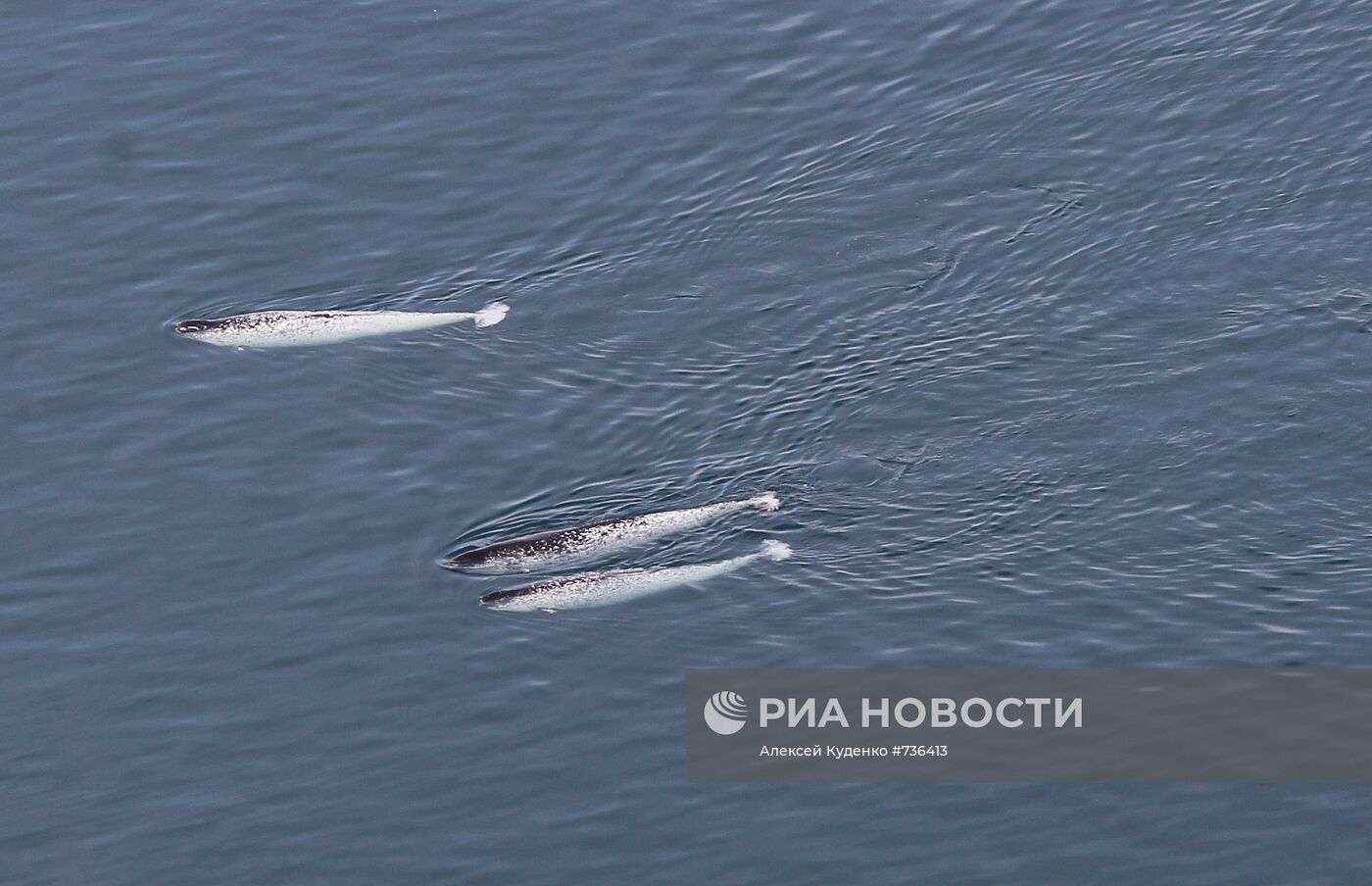 Нарвалы