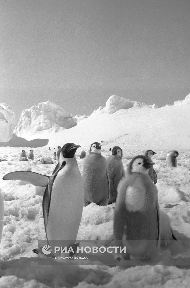 Императорские пингвины в Антарктиде