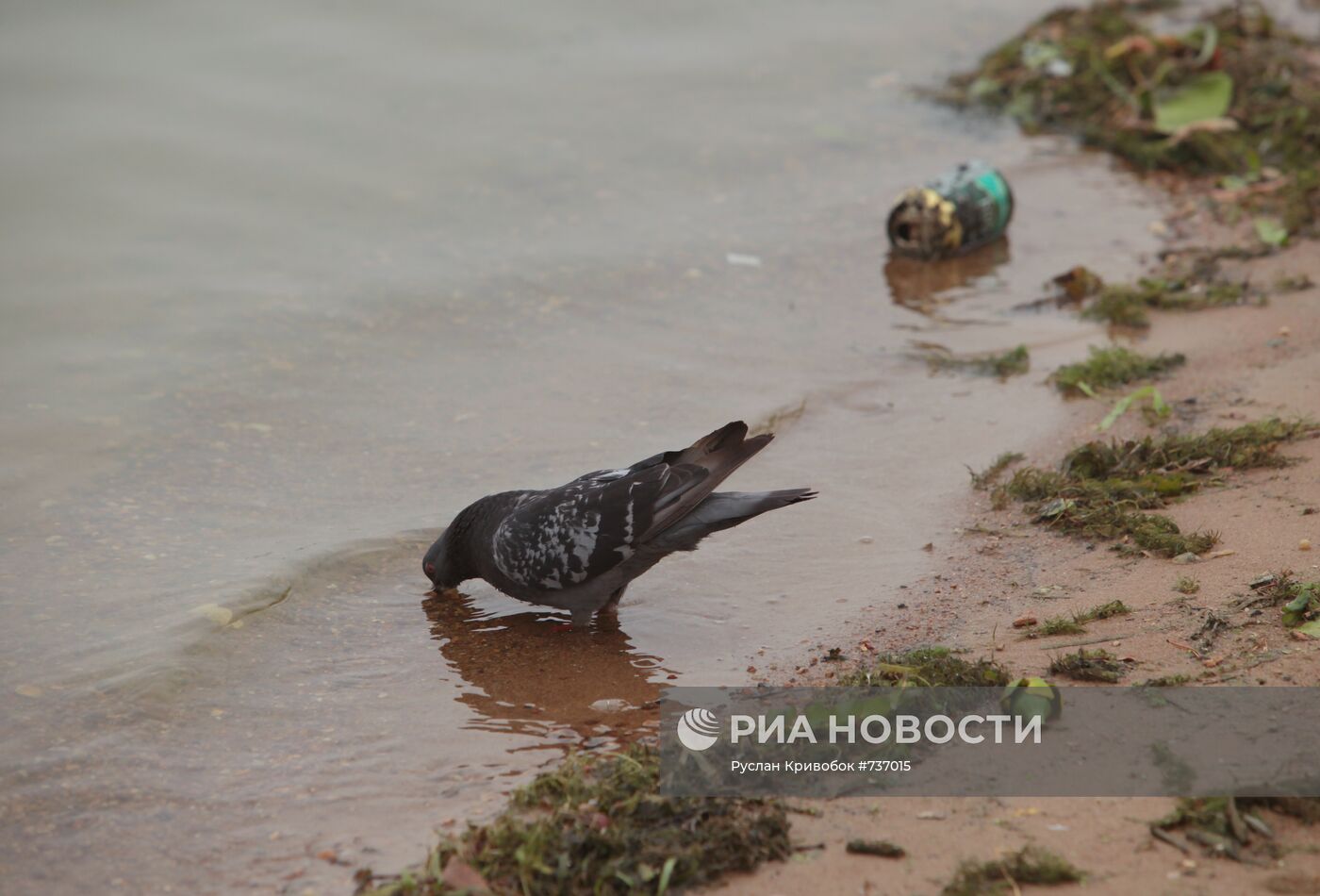 Загрязненный берег Строгинской поймы