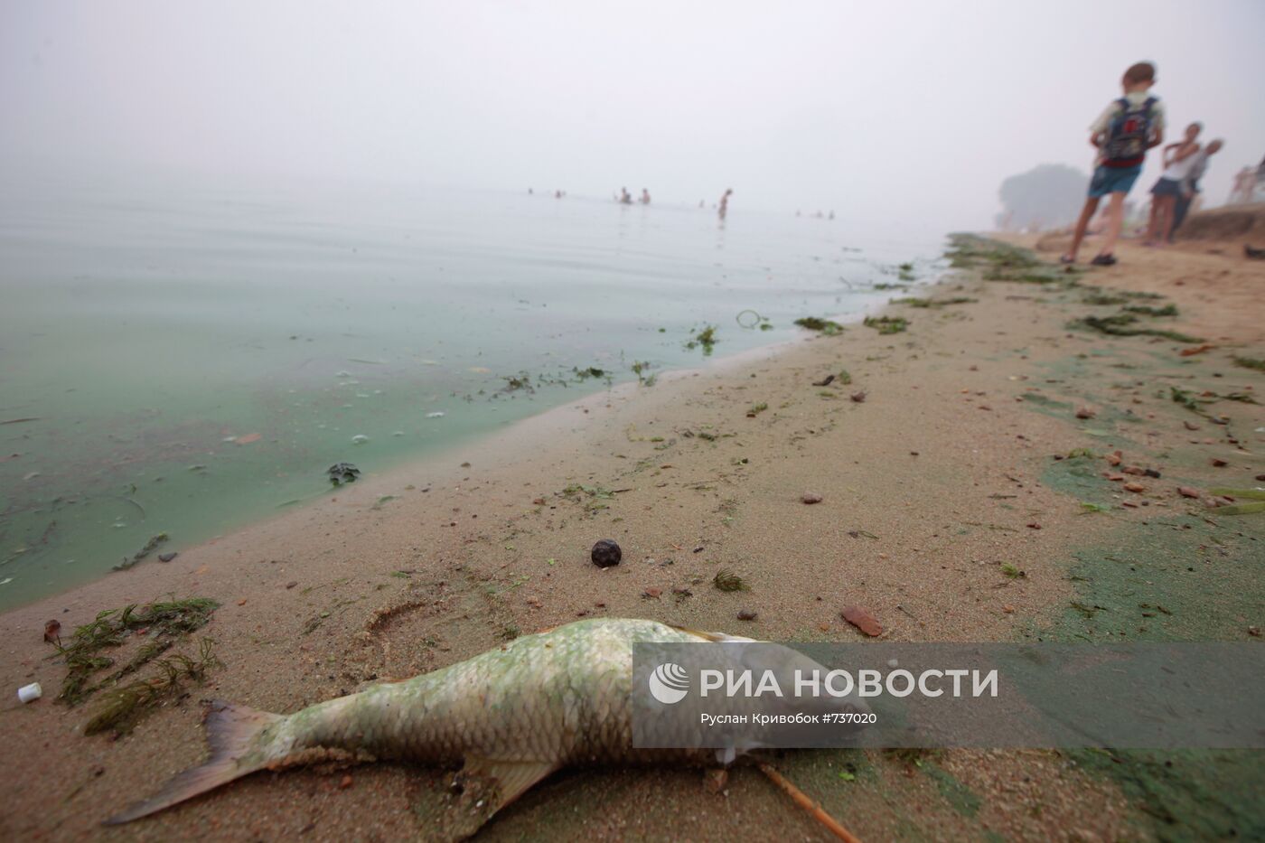 Загрязненный берег Строгинской поймы