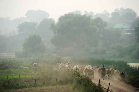 Пастух гонит стадо коров во Владимирской области